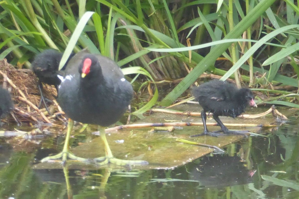 Gallinule poule-d'eau - ML54196201