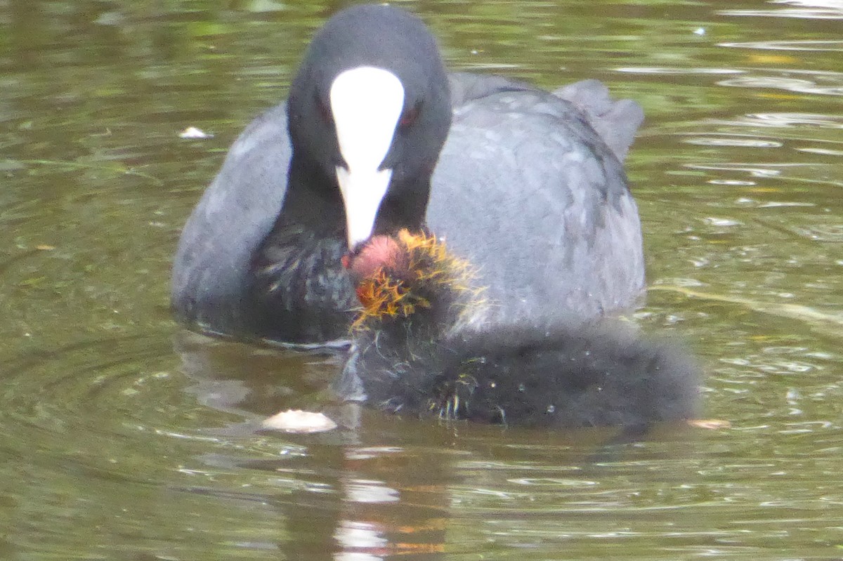 Eurasian Coot - ML54196271