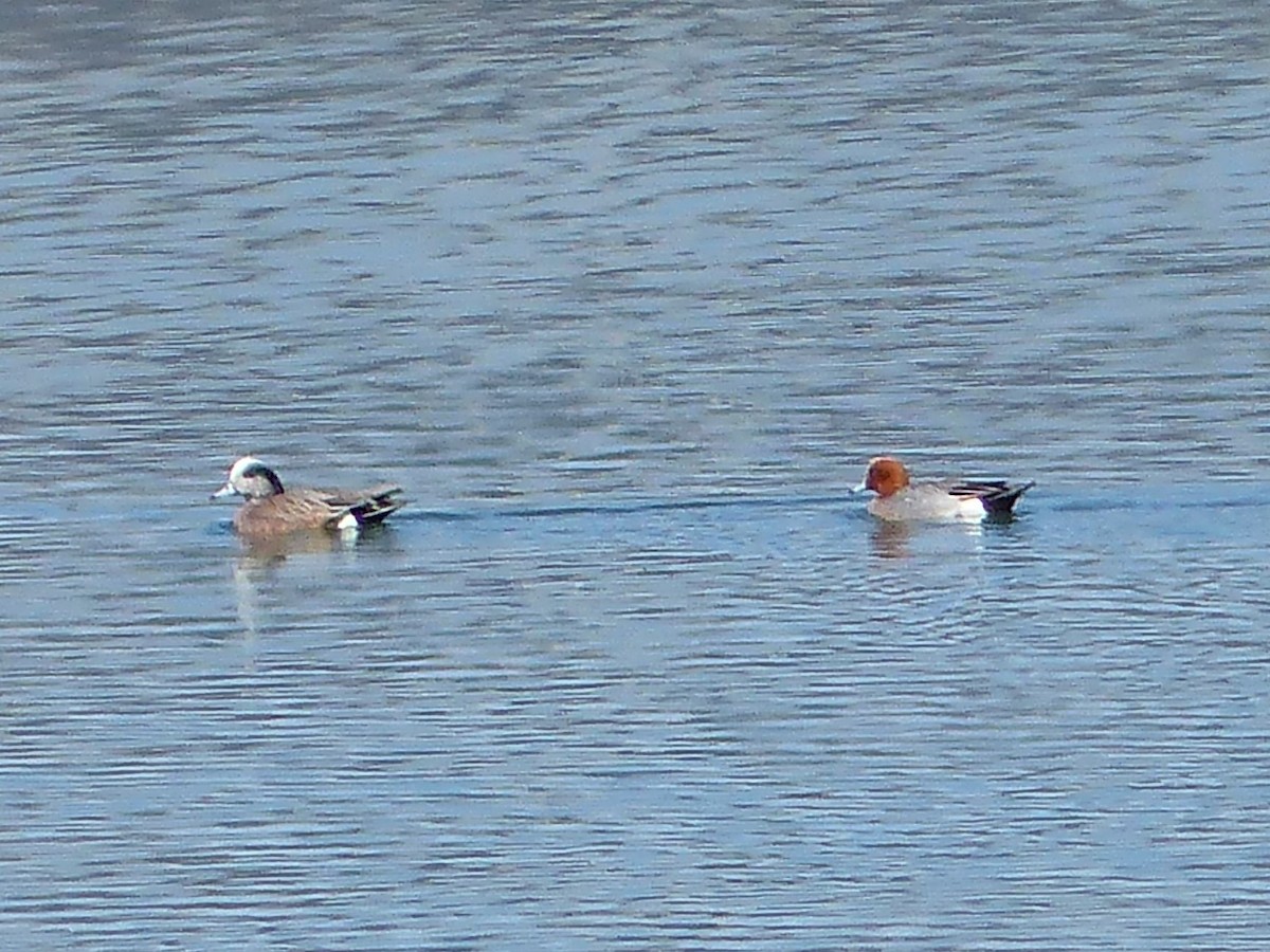 Eurasian Wigeon - ML54196311