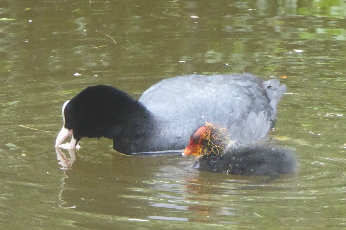 Eurasian Coot - ML54196361