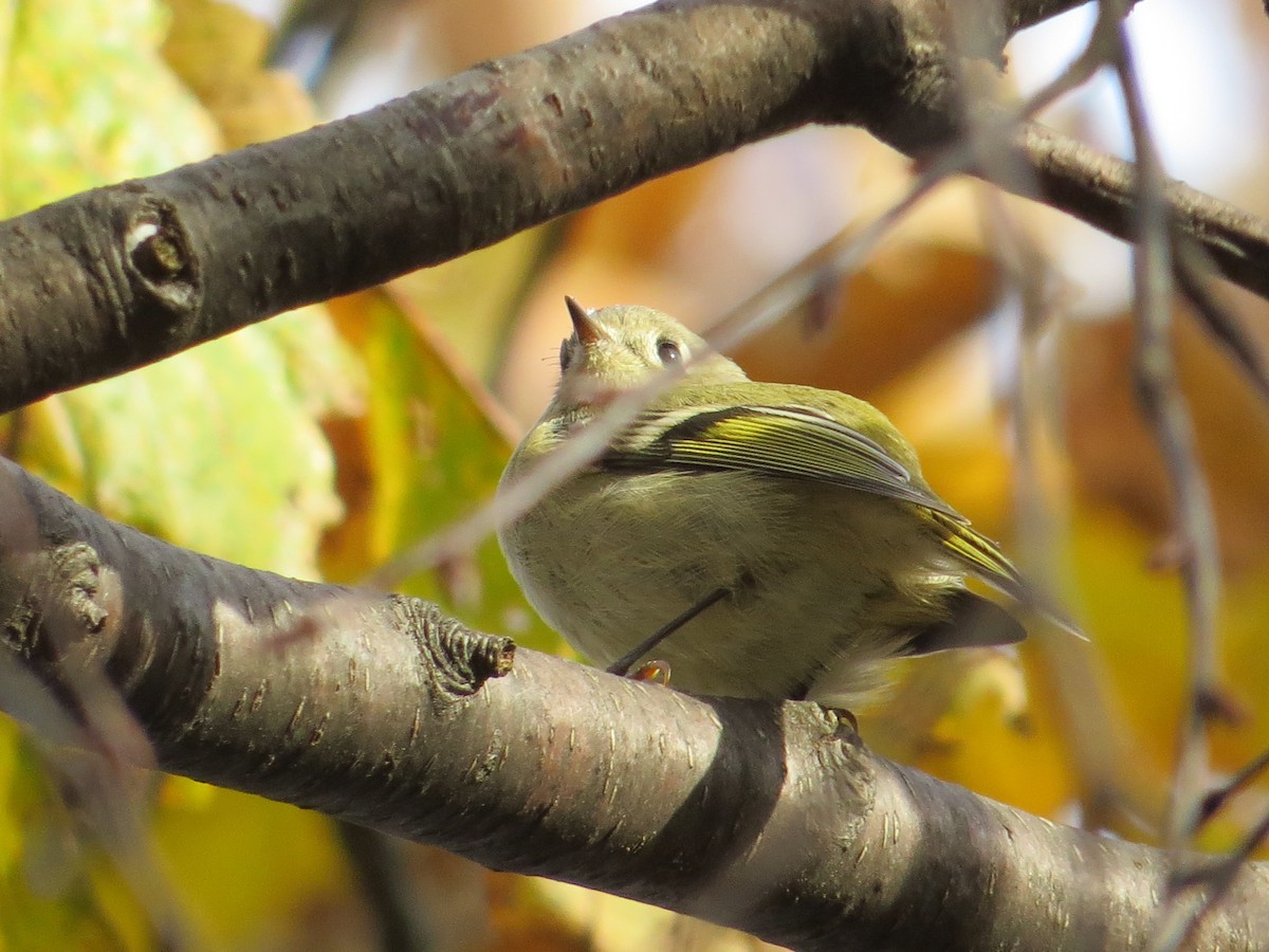 Ruby-crowned Kinglet - ML541964521