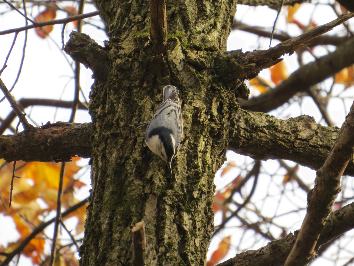 White-breasted Nuthatch - ML541964741