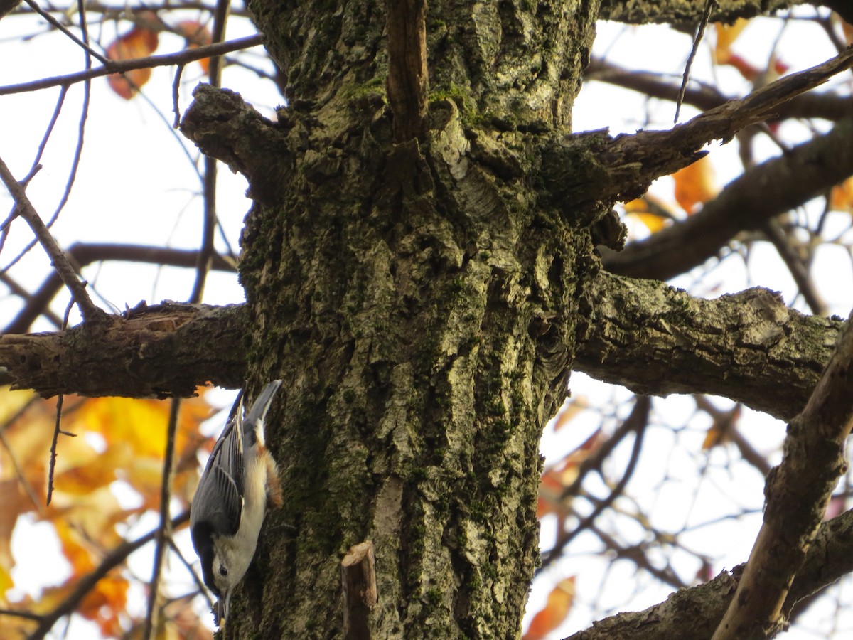 White-breasted Nuthatch - ML541964751