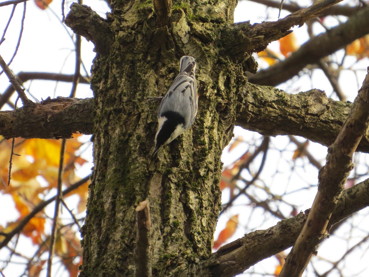White-breasted Nuthatch - Alan Collier