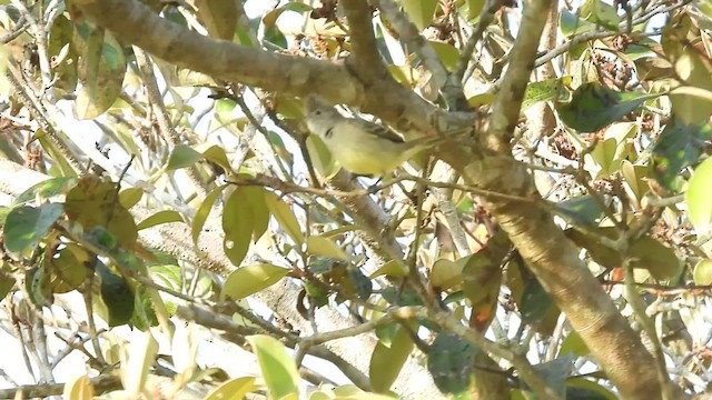 Élénie à ventre jaune - ML541970631