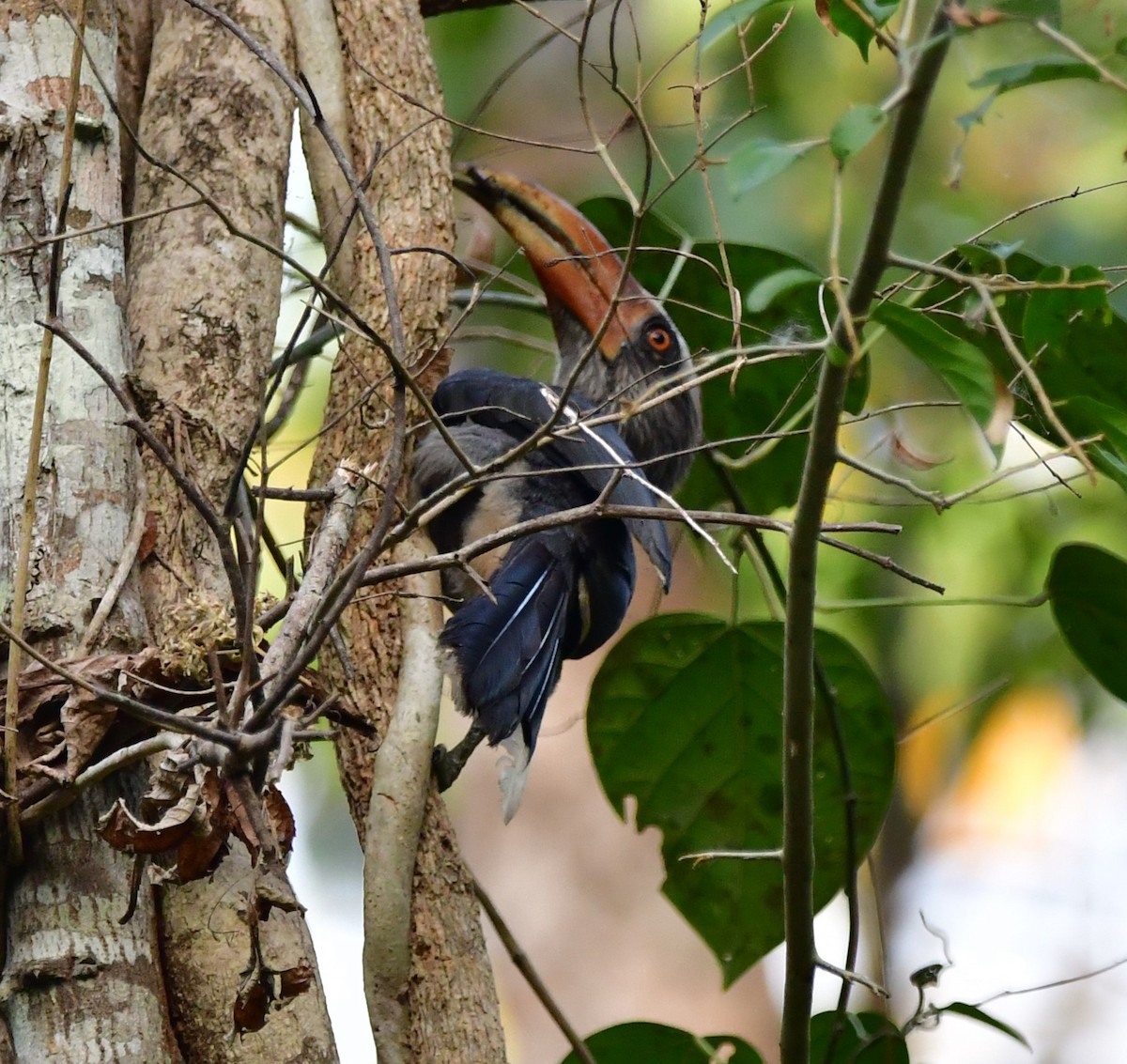 Malabar Gray Hornbill - Vinobha Pannerselvam