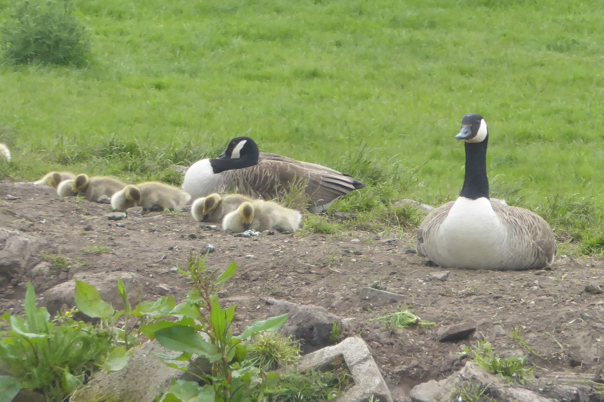 Canada Goose - ML54197211