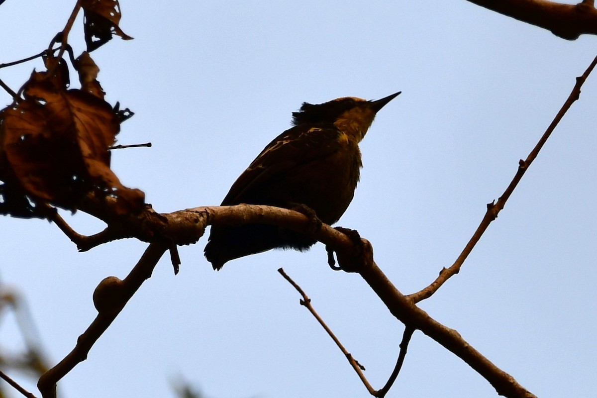 Heart-spotted Woodpecker - Vinobha Pannerselvam