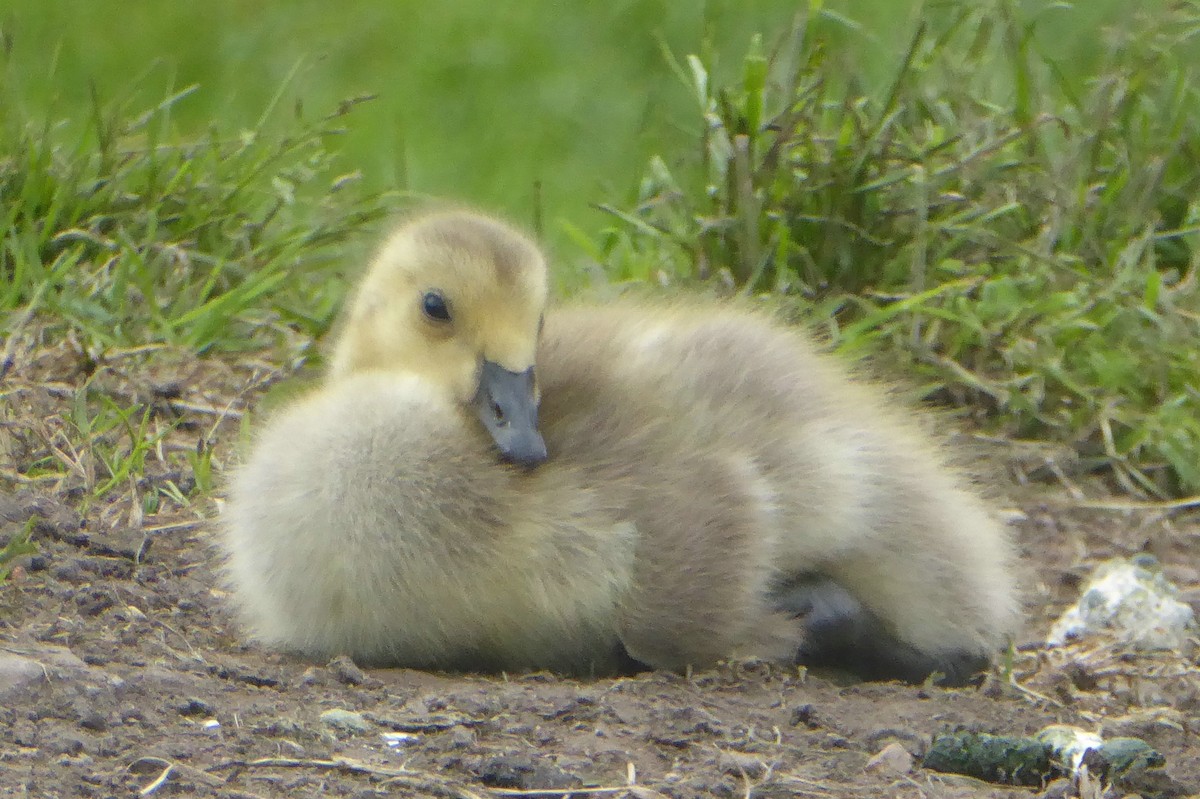 Canada Goose - ML54197241