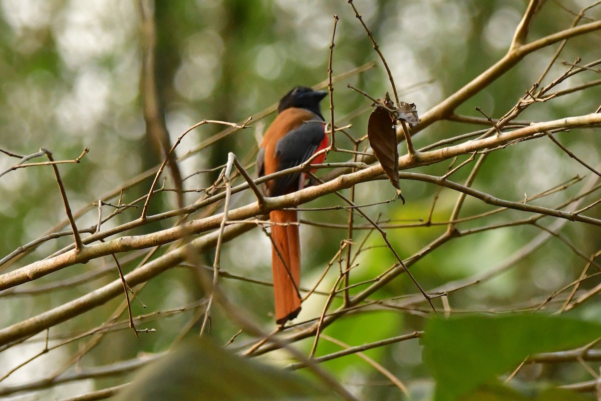 Malabar Trogon - ML541972731