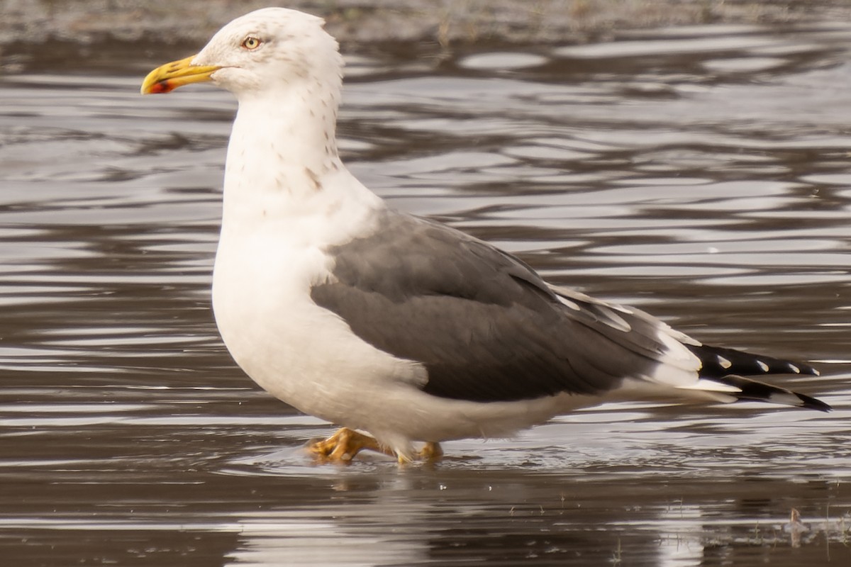 Lesser Black-backed Gull - ML541973221