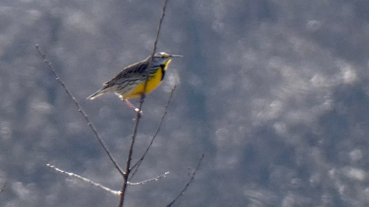 Eastern Meadowlark - ML541974051