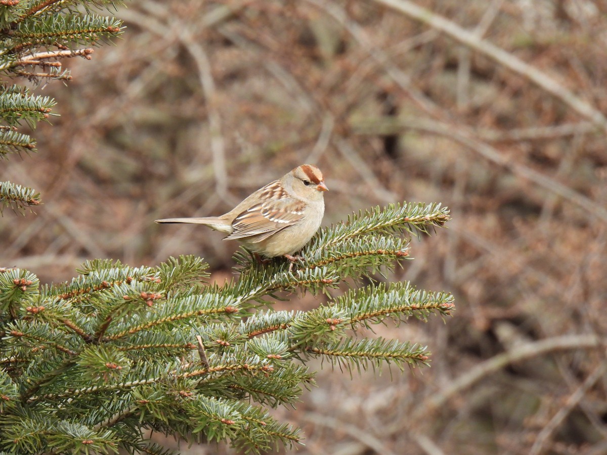 White-crowned Sparrow - ML541974311