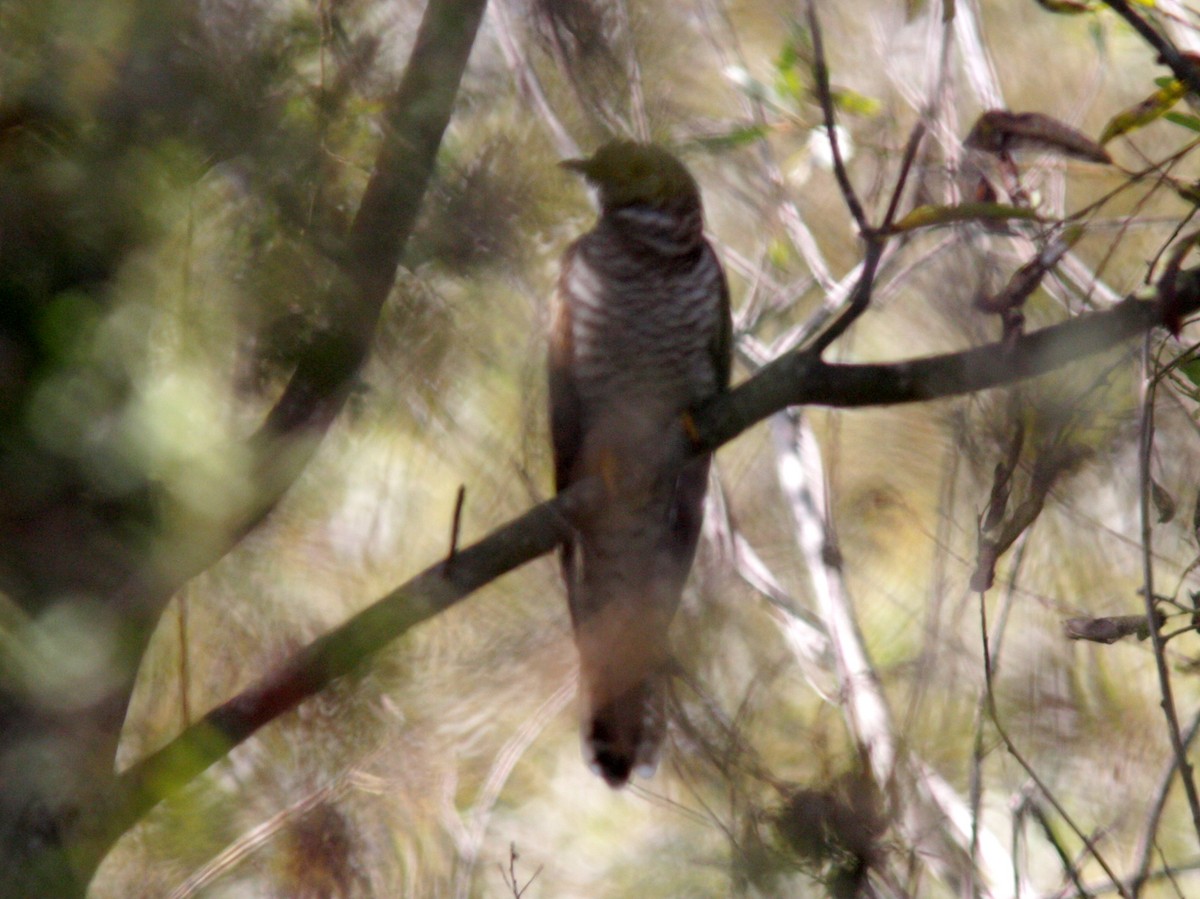 Common Cuckoo - ML541975931
