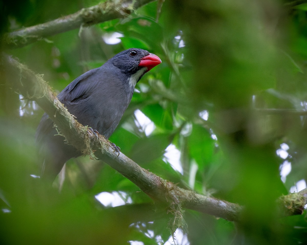 Slate-colored Grosbeak - ML541976891