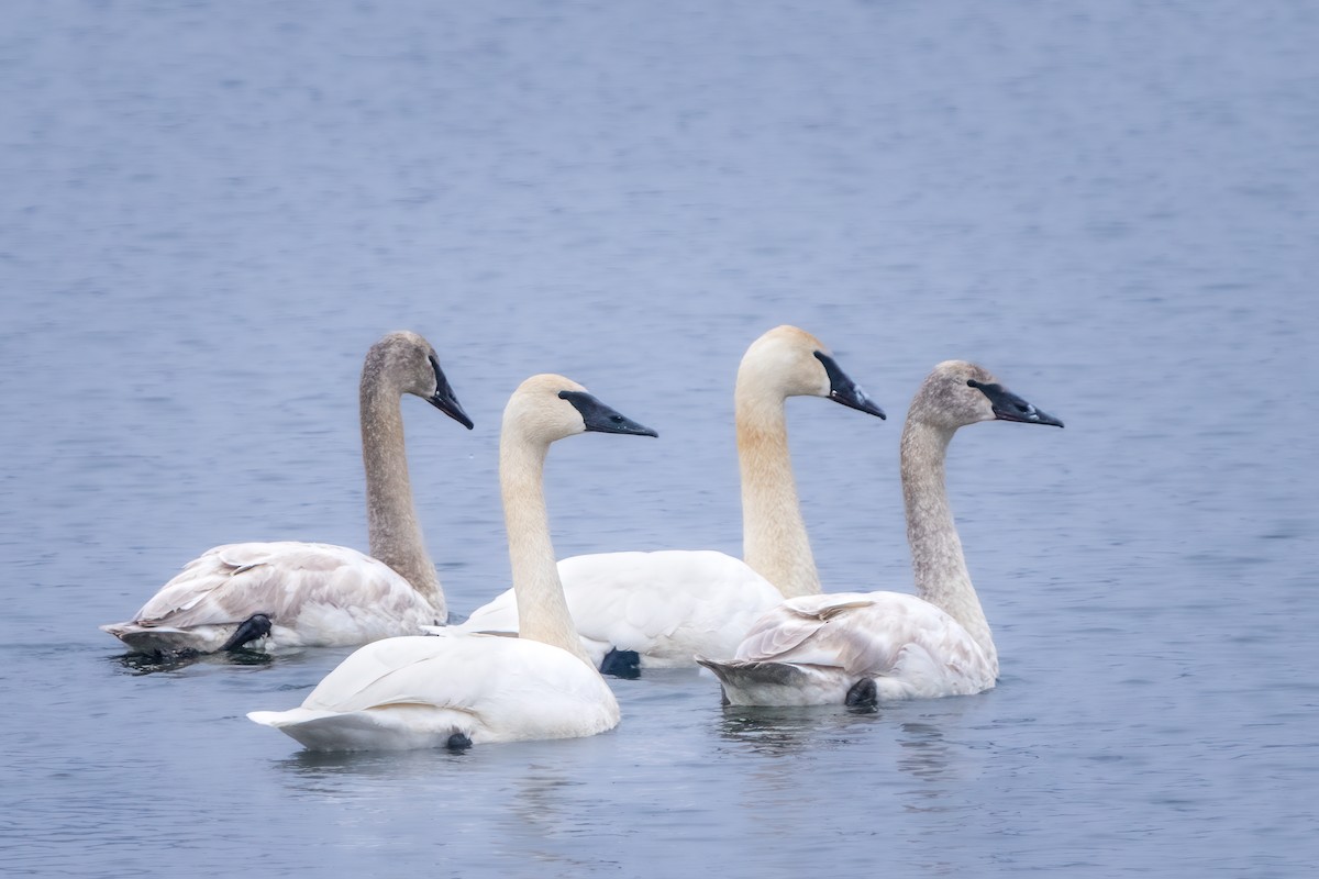 Trumpeter Swan - ML541977641