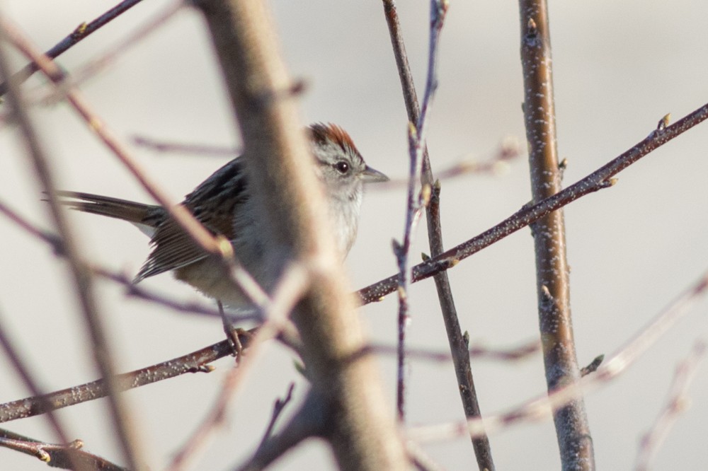 Swamp Sparrow - ML54197771