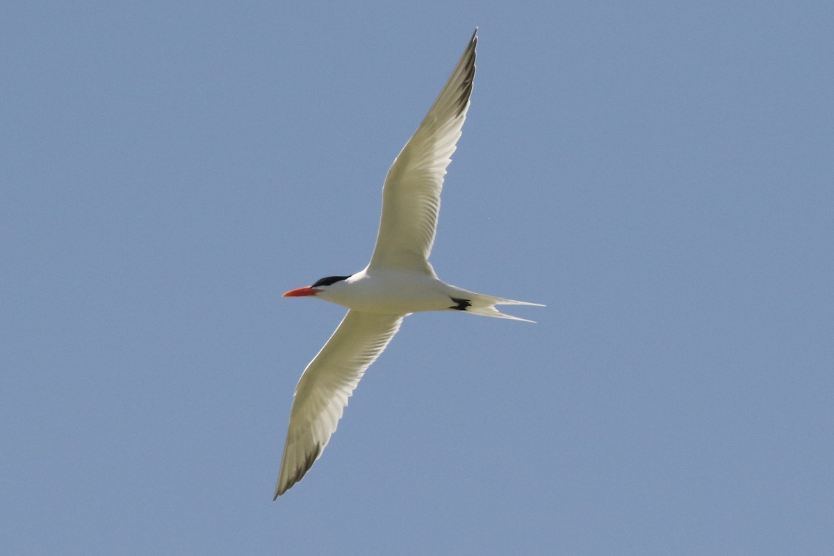 Royal Tern - Dan Jones