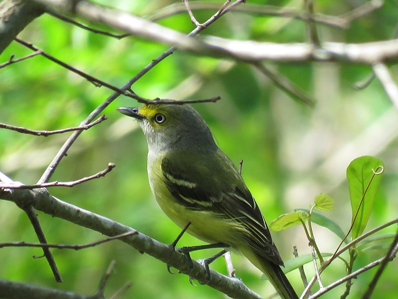 Ak Gözlü Vireo - ML54197961