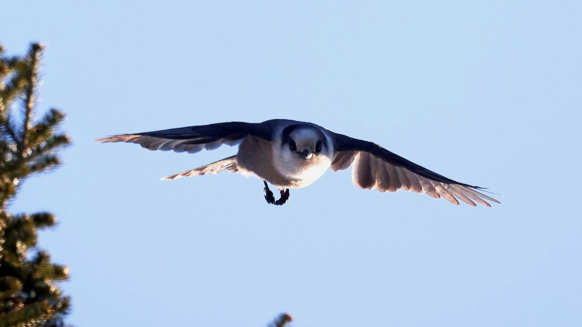 Canada Jay - ML541979701