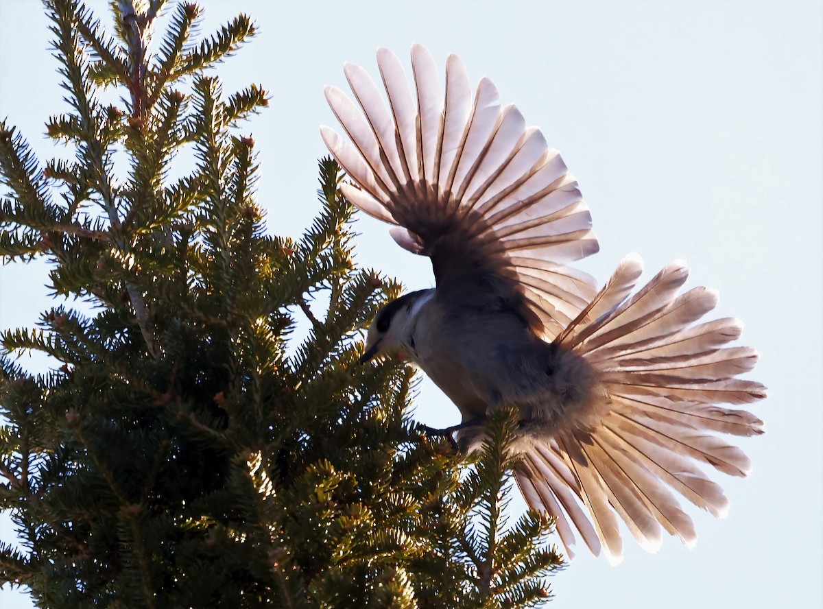 Canada Jay - ML541979721