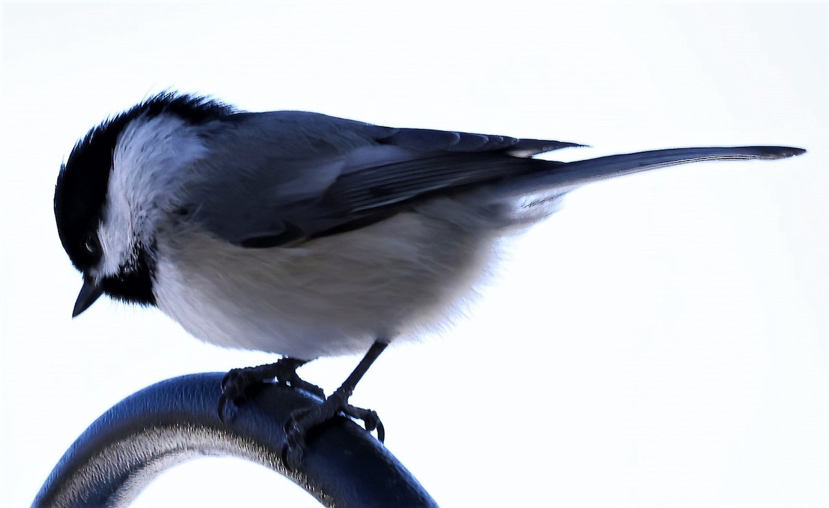 Black-capped Chickadee - ML541979871