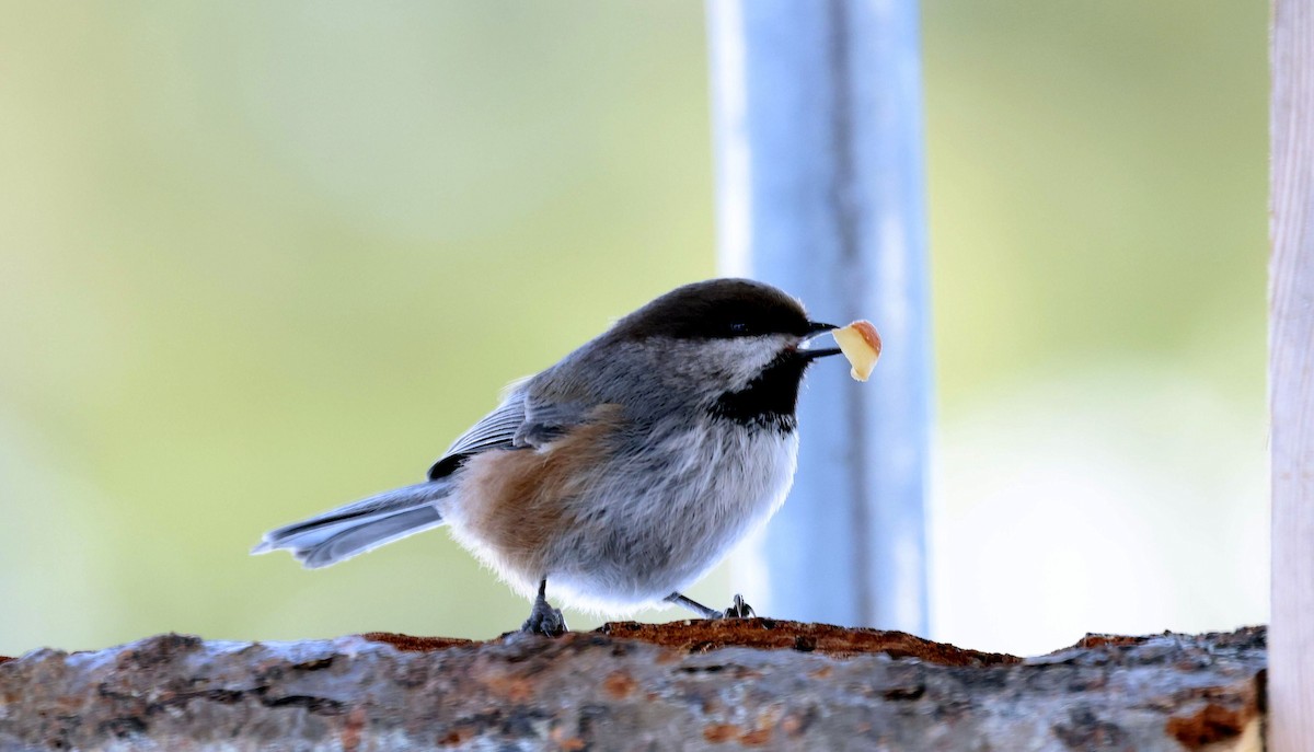 Boreal Chickadee - ML541980041