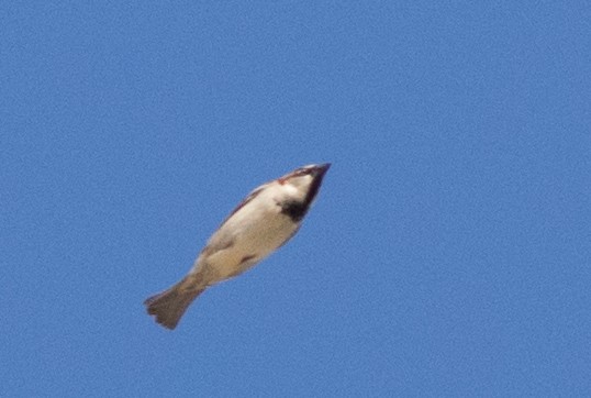 Moineau domestique - ML54198011