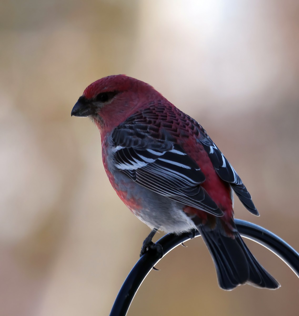 Pine Grosbeak - ML541980141