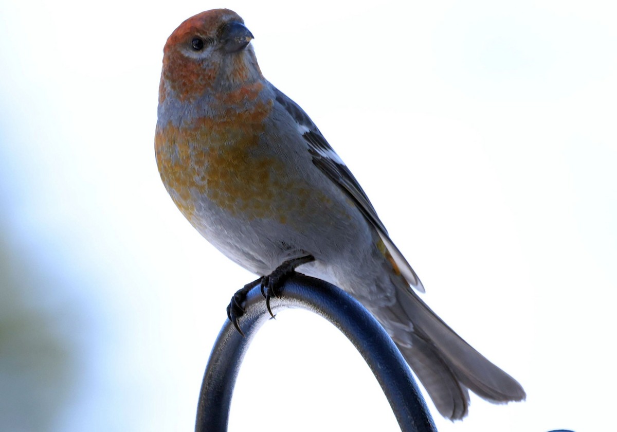 Pine Grosbeak - ML541980151