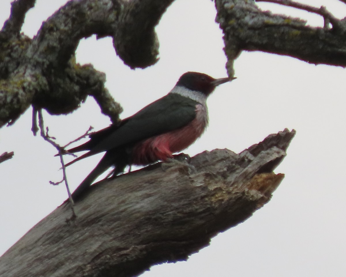 Lewis's Woodpecker - ML541980191