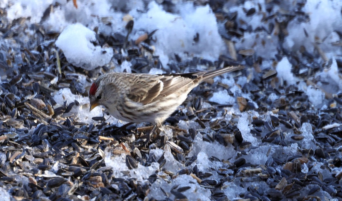 Common Redpoll - ML541980421