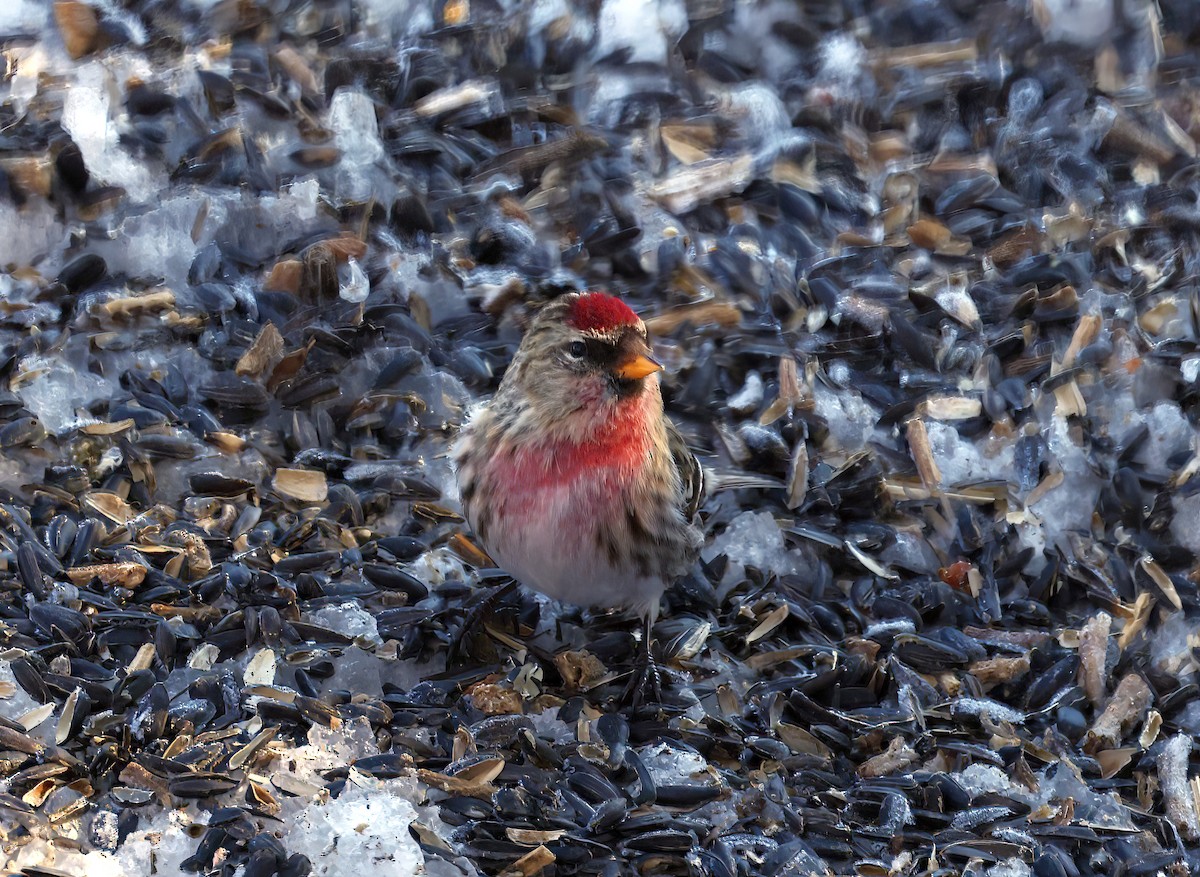 Redpoll (Common) - ML541980431