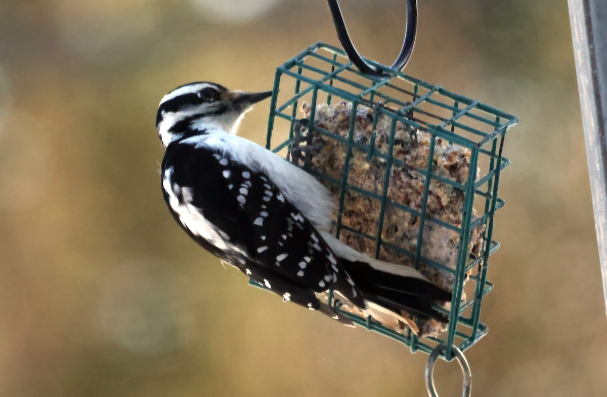 Hairy Woodpecker - ML541980591
