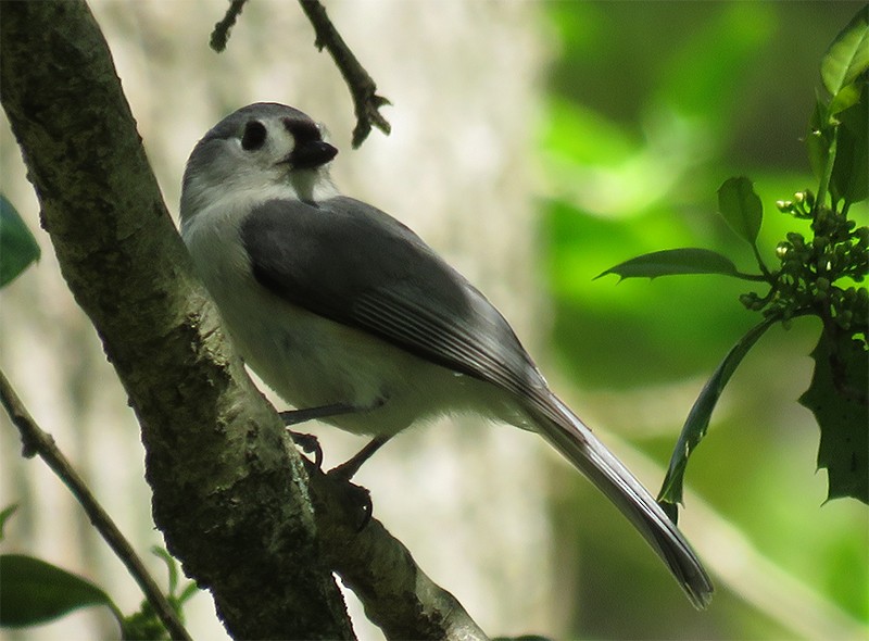 Blue-gray Gnatcatcher - Karen Lebing