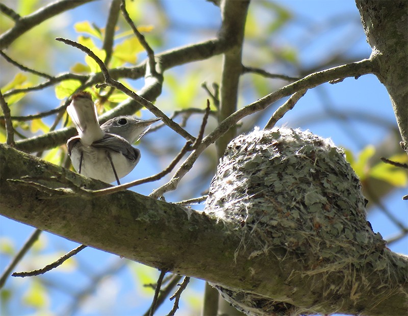 Blue-gray Gnatcatcher - Karen Lebing