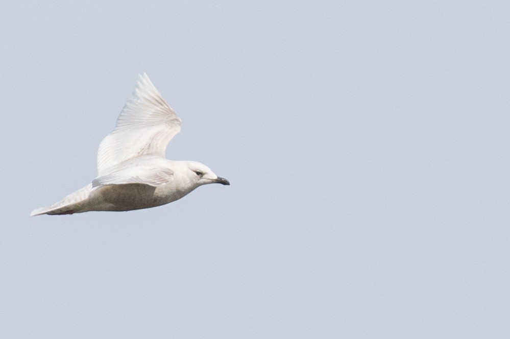 Iceland Gull (kumlieni/glaucoides) - ML54198221
