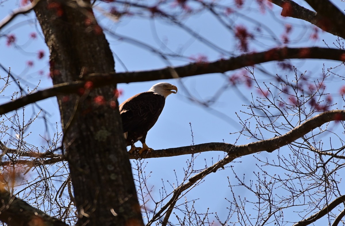 Bald Eagle - David Chewning