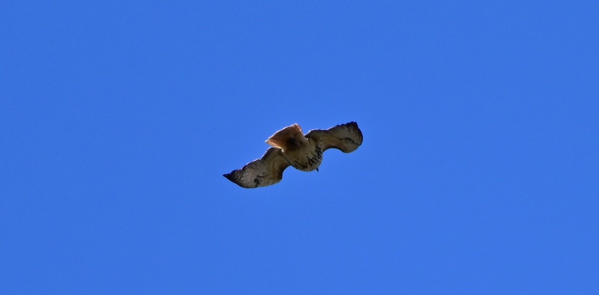 Red-tailed Hawk (borealis) - David Chewning