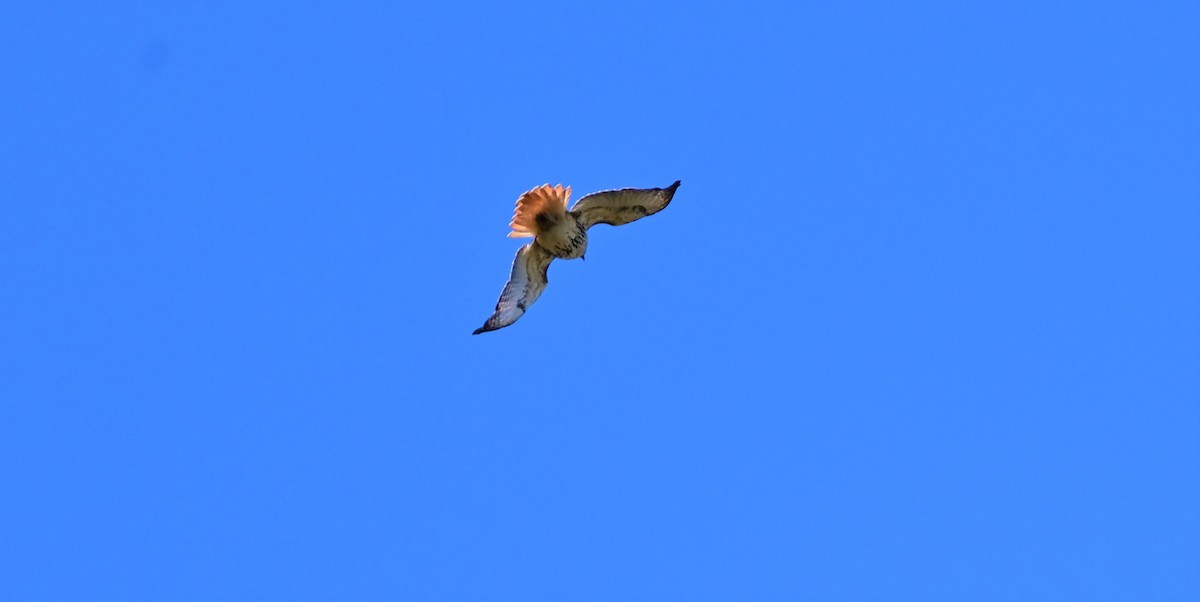 Red-tailed Hawk (borealis) - David Chewning