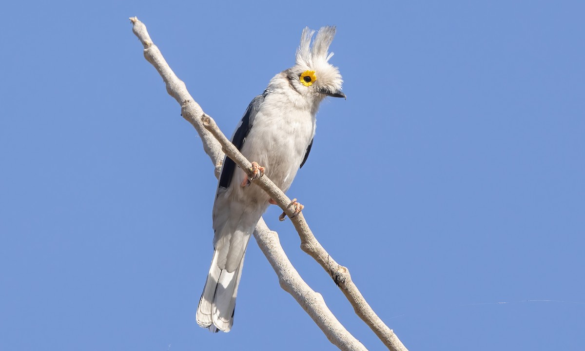 White-crested Helmetshrike - ML541987621