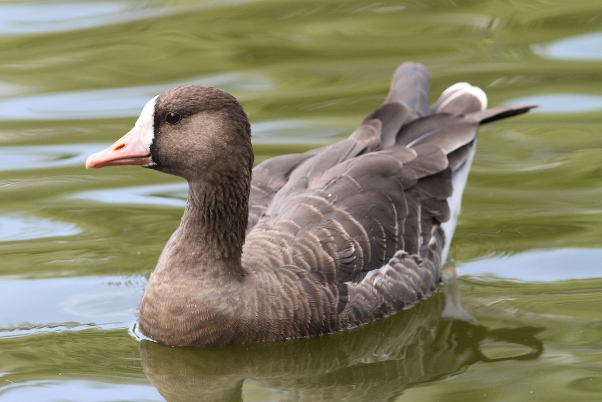 Greater White-fronted Goose - ML541989871