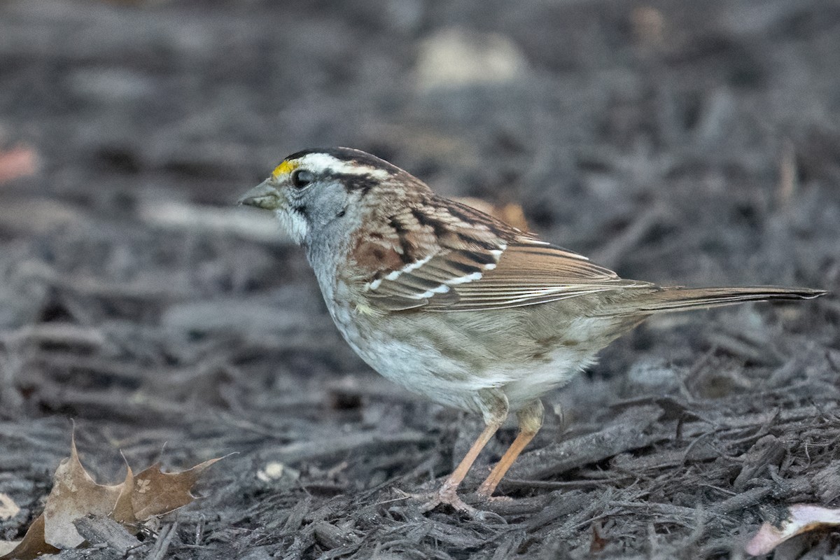 White-throated Sparrow - ML541990681