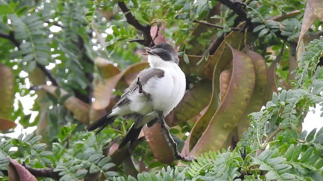 Fork-tailed Flycatcher - ML541992661