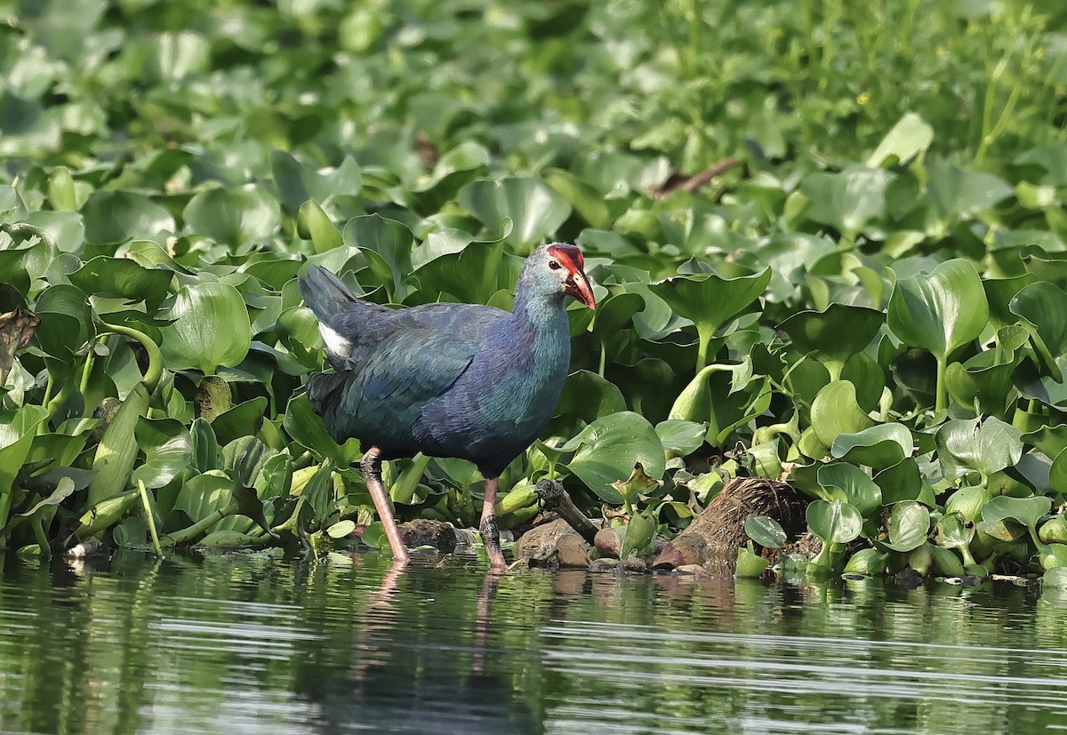 Gray-headed Swamphen - ML541993181