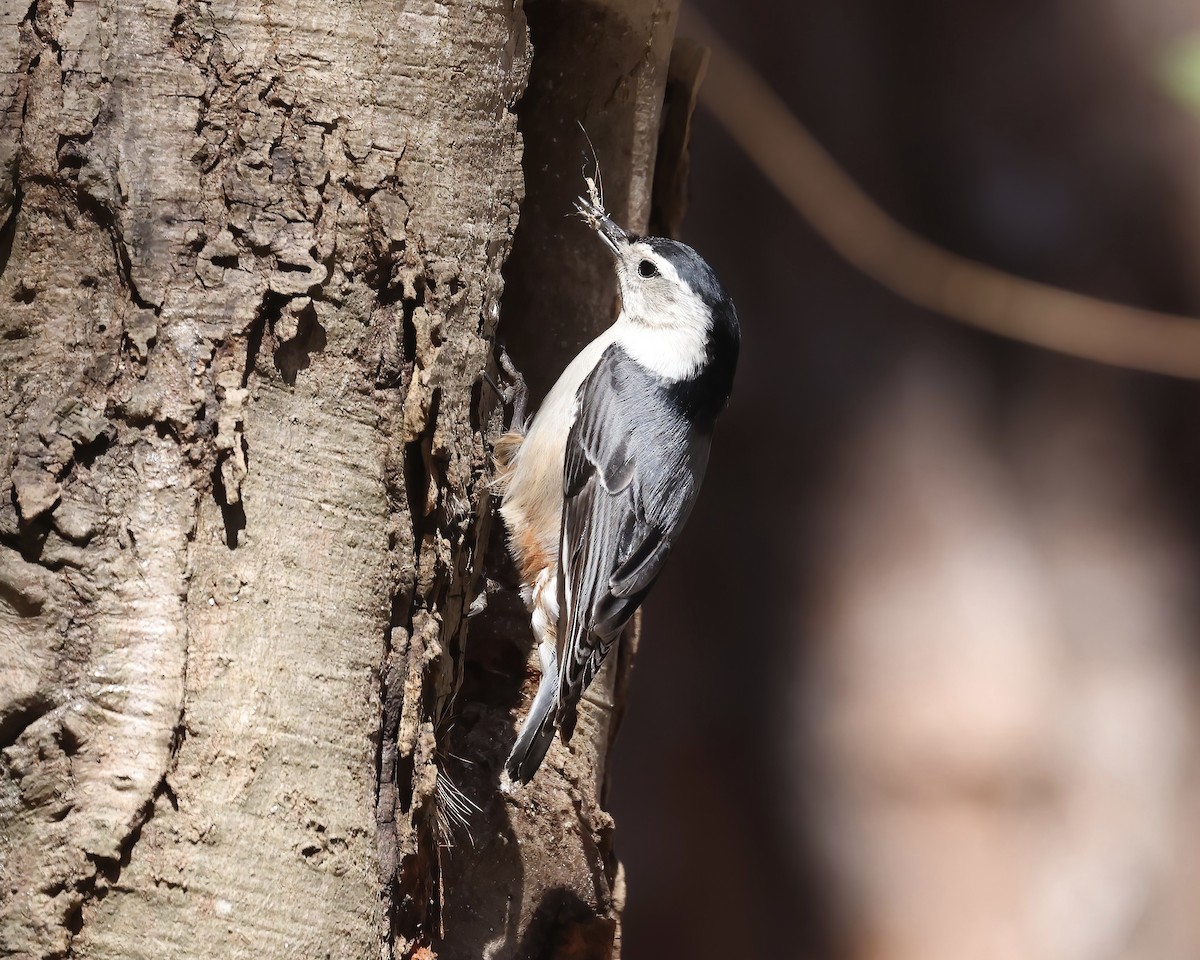 White-breasted Nuthatch - ML541993821