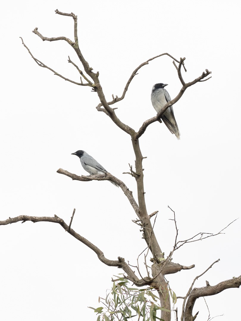 Black-faced Cuckooshrike - ML541993891