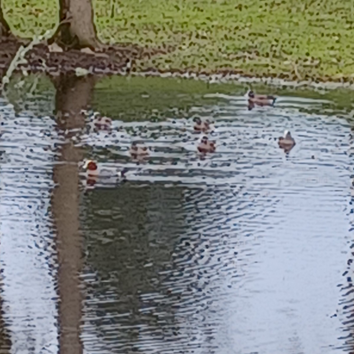 Eurasian Wigeon - ML541993991