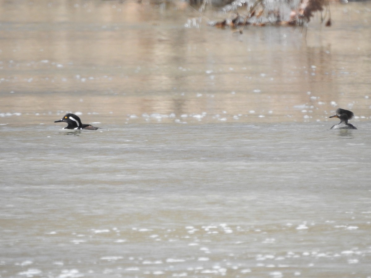 Hooded Merganser - Isaiah Craft