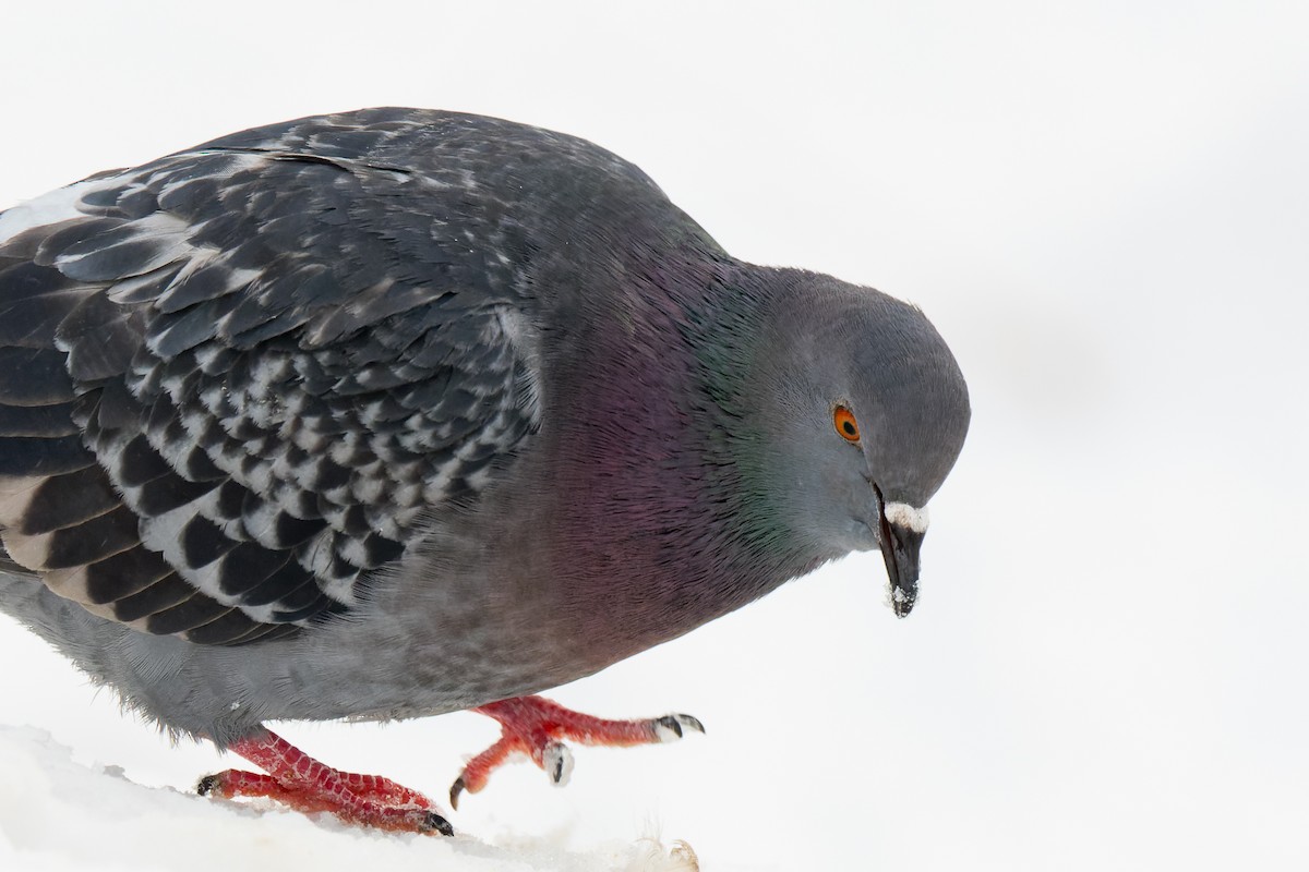 Rock Pigeon (Feral Pigeon) - ML541995611